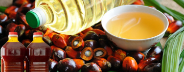 How to start profitable palm oil business in Nigeria: 6 crucial steps